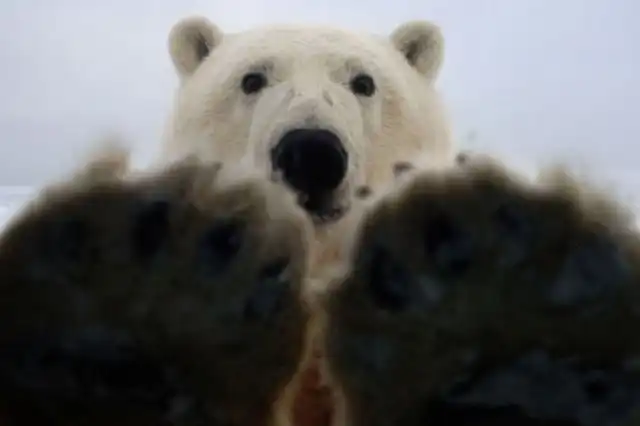 Белый медведь хотел погреться