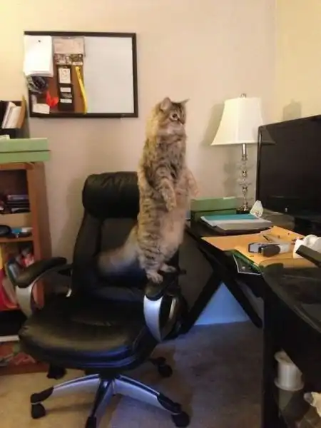 Эти забавные животные