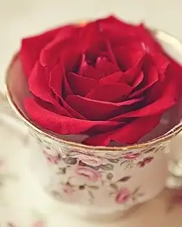 Соляночка =З