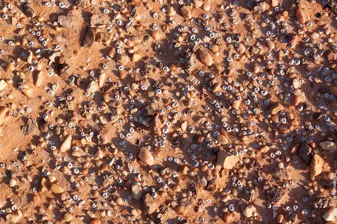 Оазисы в бесконечном море песков Африки