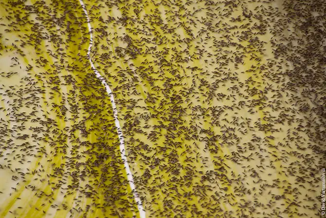 Оазисы в бесконечном море песков Африки