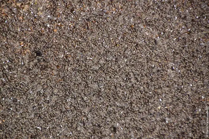 Оазисы в бесконечном море песков Африки