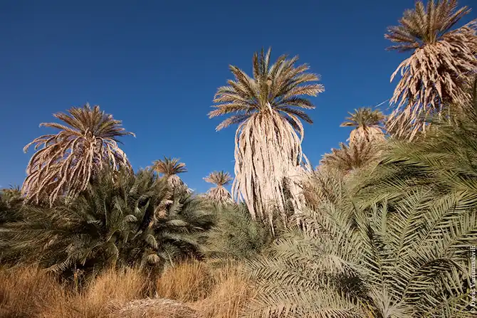 Оазисы в бесконечном море песков Африки