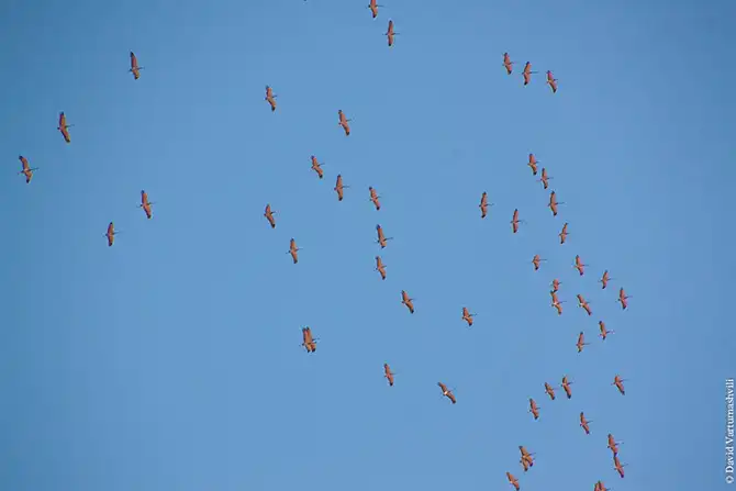 Оазисы в бесконечном море песков Африки