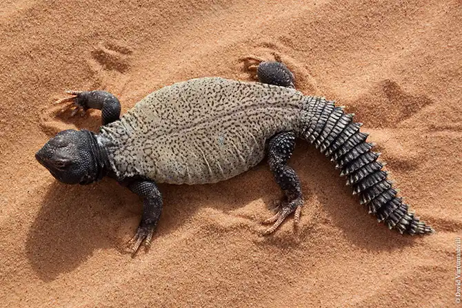 Долгая дорога домой