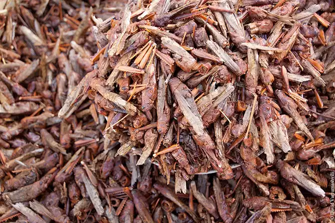 Долгая дорога домой