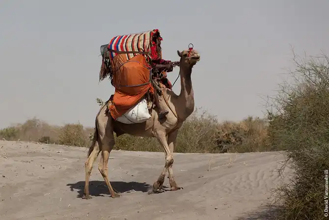 Долгая дорога домой