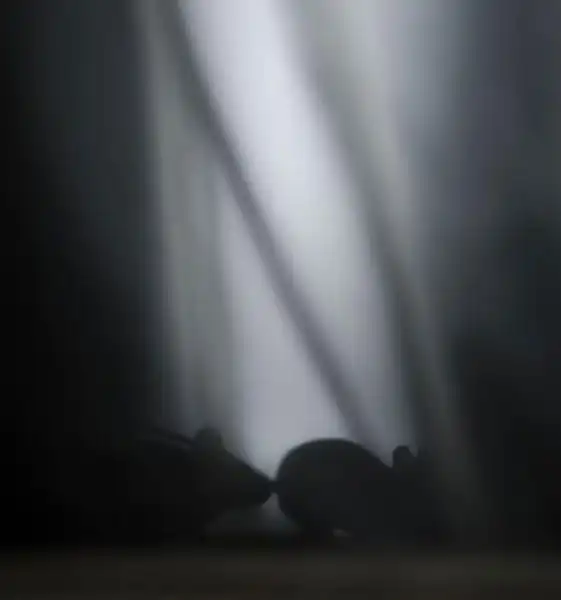 Животные, поселившиеся в доме