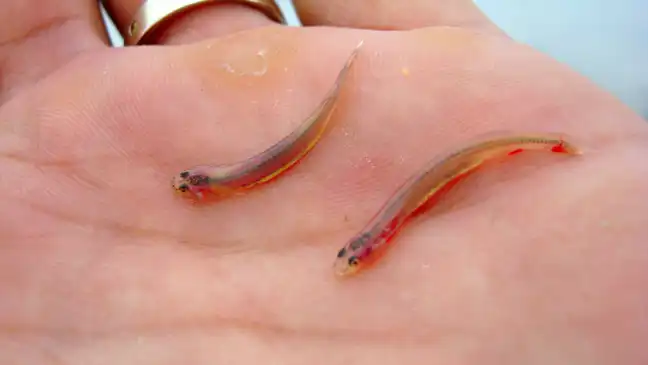 10 людей, внутри которых кто-то жил