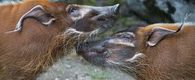 Животные большие, животные маленькие