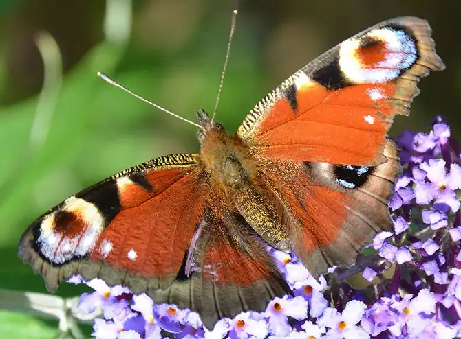 Животные большие, животные маленькие