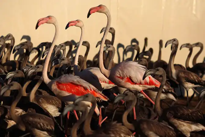 Животные большие, животные маленькие