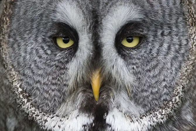 Животные большие, животные маленькие