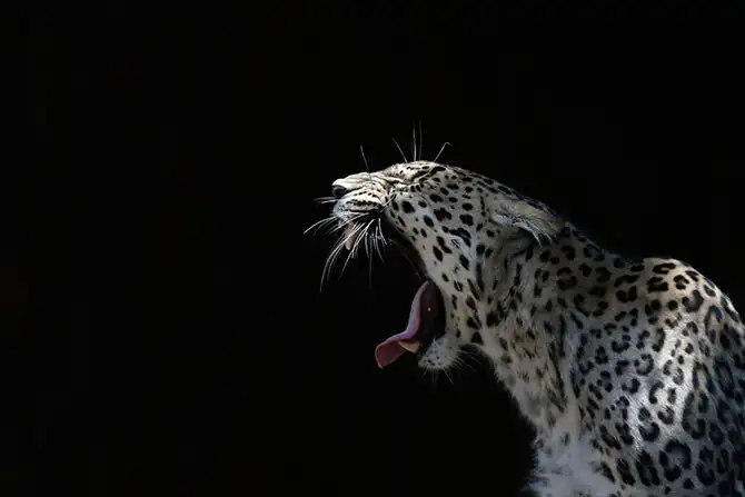 Животные большие, животные маленькие