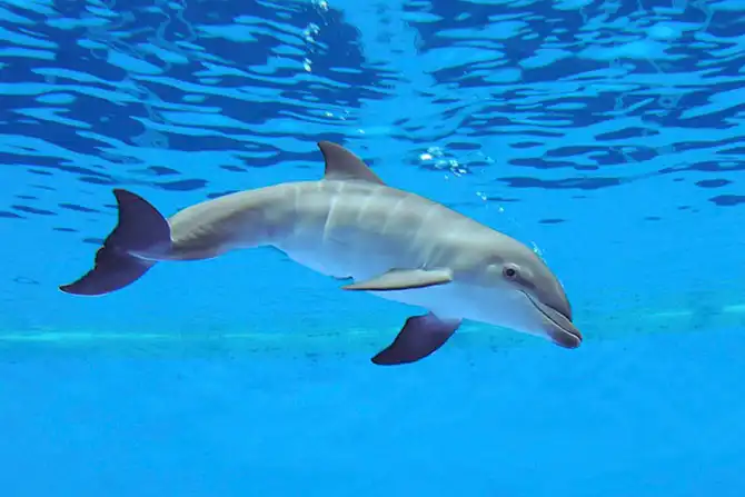 Животные большие, животные маленькие