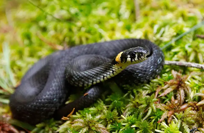 Животные большие, животные маленькие