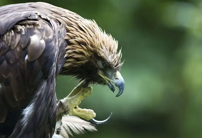 Животные большие, животные маленькие