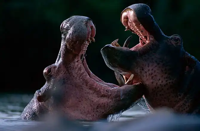 Животные большие, животные маленькие