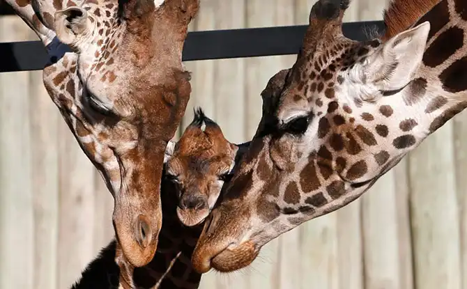 Животные большие, животные маленькие