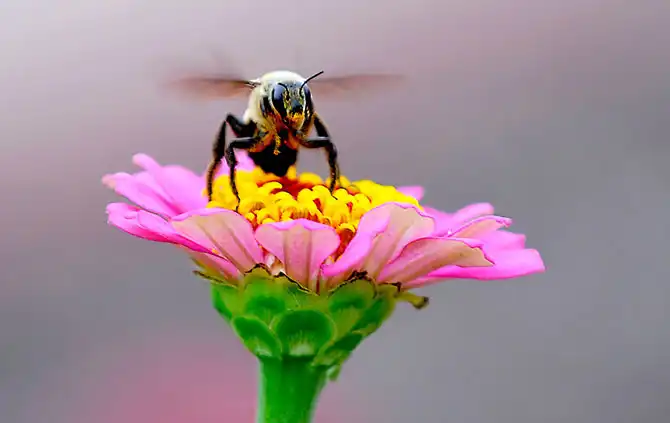 Животные большие, животные маленькие