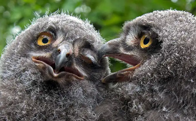 Животные большие, животные маленькие