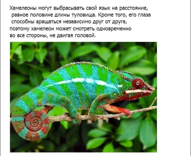 Интересно о животных