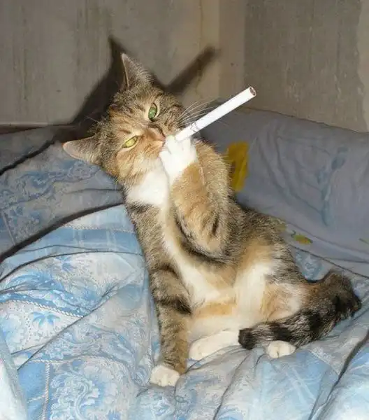 Эти забавные животные