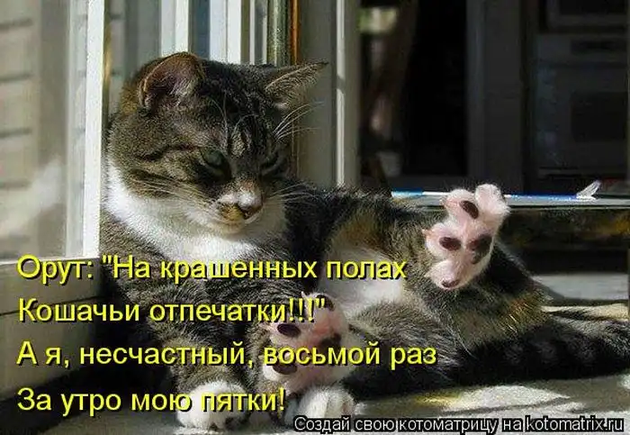 Лучшие котоматрицы недели