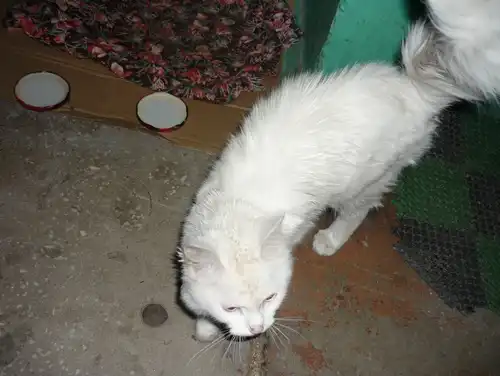 Кошка ищет хозяина!