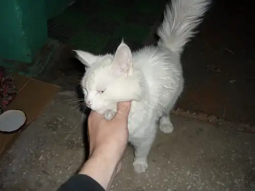 Кошка ищет хозяина!