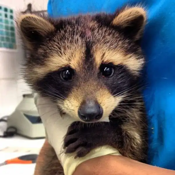 Эти забавные животные