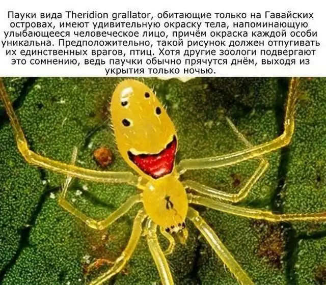 Познавательные факты и информация обо всем на свете