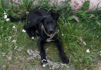 Ищем ответственного хозяина для умного щенка