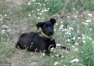 Ищем ответственного хозяина для умного щенка