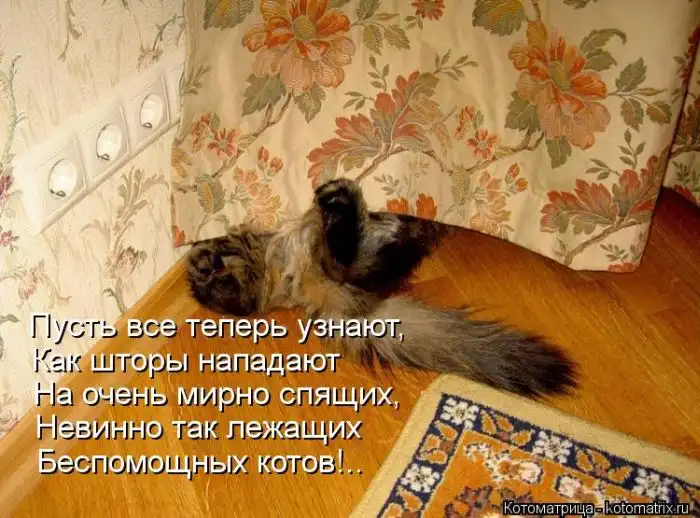 Лучшие котоматрицы недели