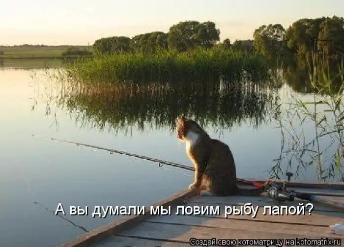 Лучшие котоматрицы недели