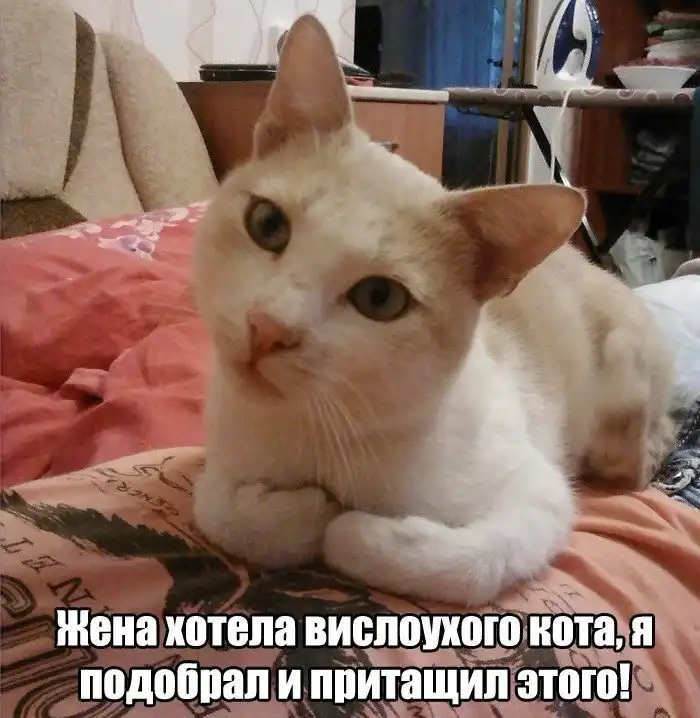 Принес нового "друга" к себе домой