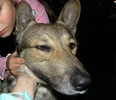 Верный друг