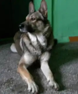 Верный друг