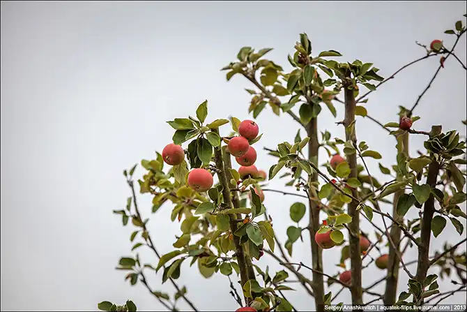Как делают кальвадос в Нормандии