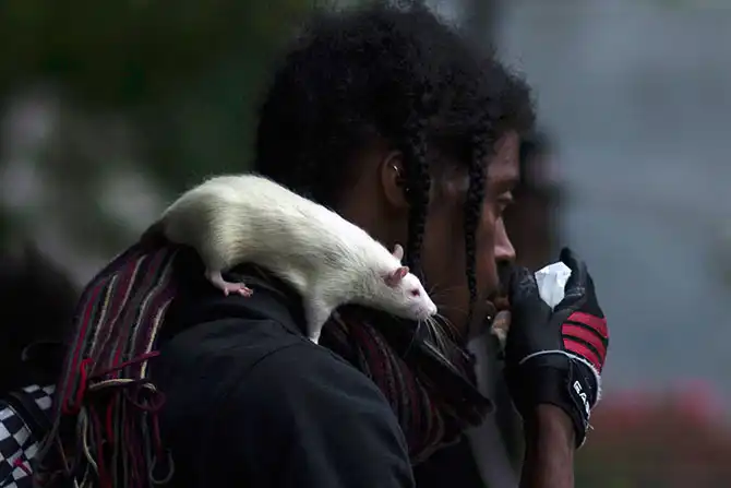 Необычные домашние животные