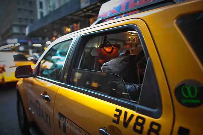 Необычные домашние животные