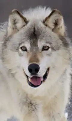 Соляночка =З