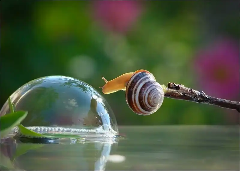 Удивительные макрофотографии Вячеслава Мищенко