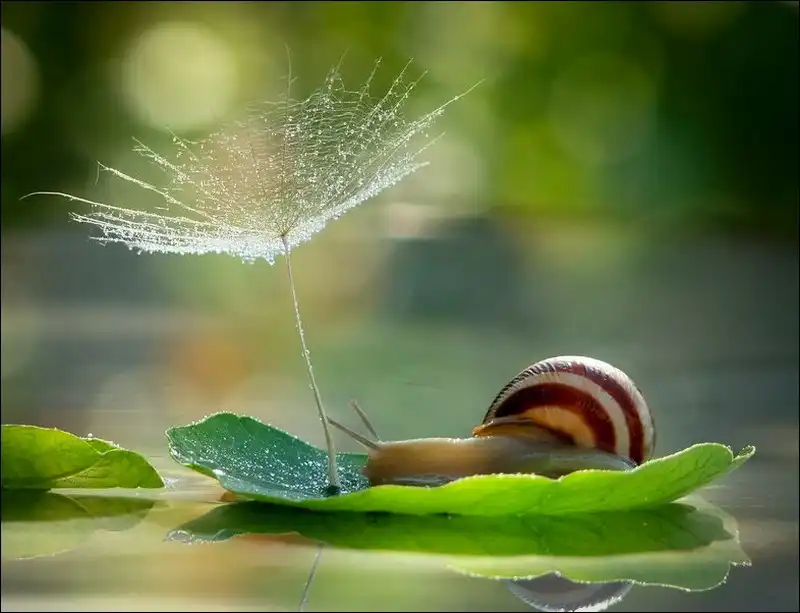 Удивительные макрофотографии Вячеслава Мищенко