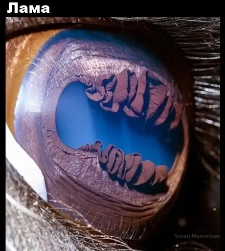 Как выглядят глаза животных