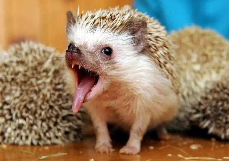 Забавное зверство