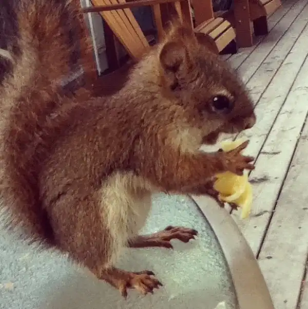 Забавное зверство