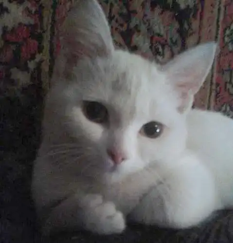 беленький котенок