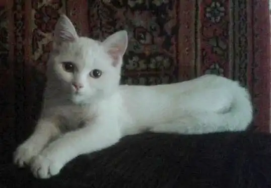 беленький котенок